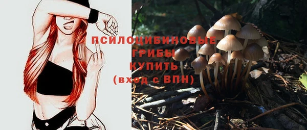 прущие грибы Волоколамск